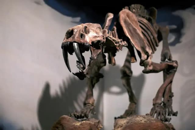 Ice age fossils reveal surprising evolutionary stasis in mammals and birds