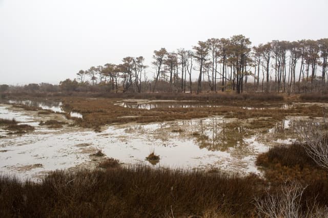 Ghost forests expand as sea levels rise and saltwater kills coastal trees