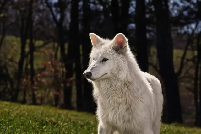 Why flashy de-extinction claims reveal deeper issues in science and trust