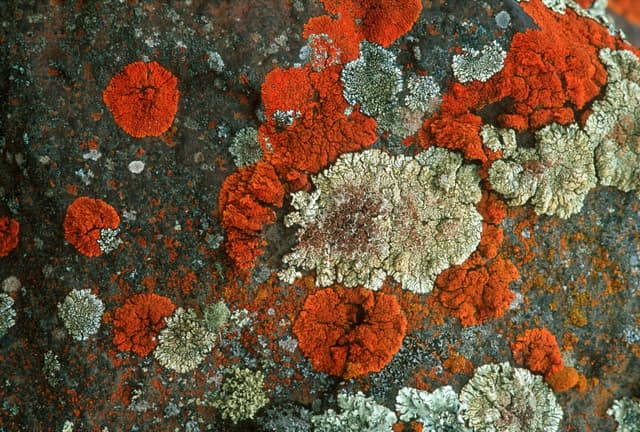 Lichens could survive Mars-like radiation, new research suggests