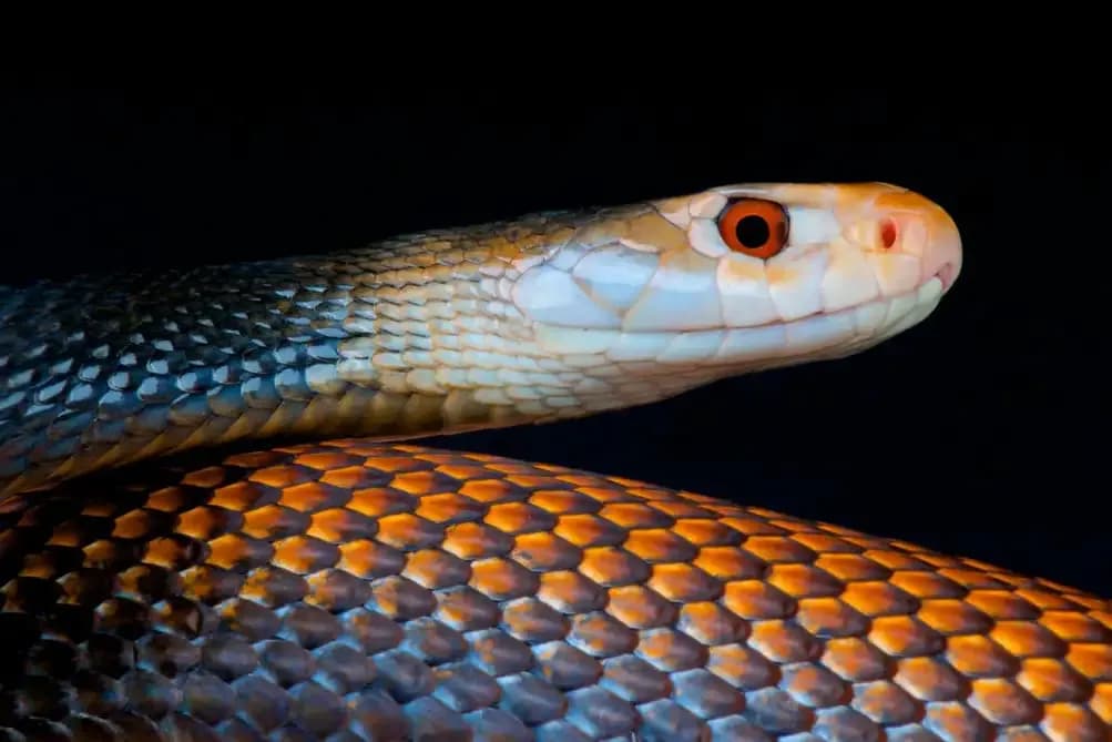 New antivenom shows promise against world’s deadliest snakes